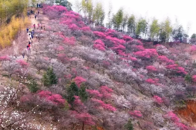 把安吉杭垓的梅花写成了安吉樱花漫山,全景画面展示的是杭垓千亩梅园